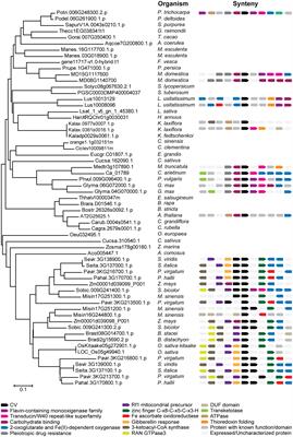 Functional specialization of chloroplast vesiculation (CV) duplicated genes from soybean shows partial overlapping roles during stress-induced or natural senescence
